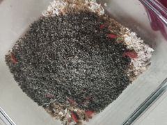 -Wagas沃歌斯(大学路店)