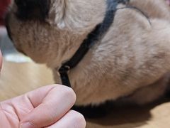 -藏猫猫咖啡主题馆(中央大道店)