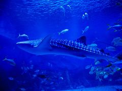 -烟台海昌鲸鲨海洋公园