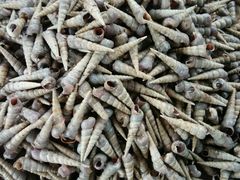 长尾螺-浪琴湾尾角仔海鲜坊