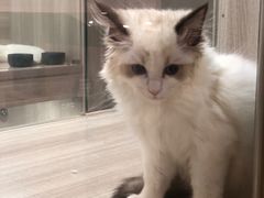 -飞行喵MR PILOT|猫舍·猫咖(静安大融城店)