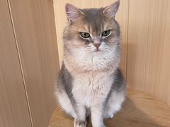 -MOCHA明星猫咖(田子坊店)