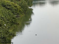 -大亚湾红树林城市湿地公园