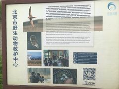 -大兴滨河森林公园