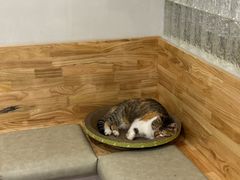 -伟伟宠物医院·CT影像中心·瑞派犬猫综合性门诊(汉口总院)