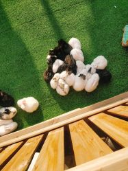 -萌宠亲子动物乐园(槐房万达店)