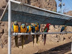 -西霞口神雕山野生动物世界