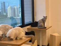-有喵·猫咖·狗咖·30几只猫10只小狗(岗厦店)