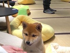 -逗柴咖啡屋·狗咖猫咖宠物桌游