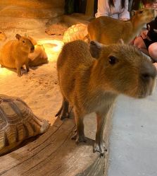 -Zoolung Zoolung动物主题公园(海信广场店)