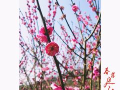 -香雪海