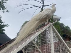 -J Create城市露营咖啡·简餐·宠物(上海动物园店)