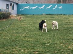-趣玩宠物乐园寄养训犬训狗游泳池