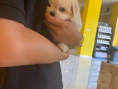 -宠爱多约克夏马尔济斯泰迪小型犬专卖
