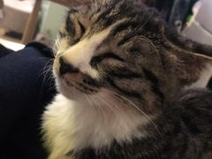 -平行世界·猫咖(首经贸店)