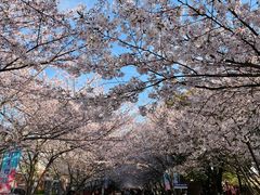 -高东镇樱花园