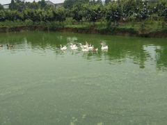 -呼吸森林·生态农庄农家乐私房菜