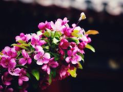 -海棠花溪(元大都城垣遗址公园)