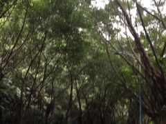 -滴水岩森林公园