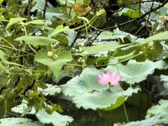 -杭州西溪宾馆-松露西餐厅