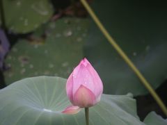 -荔湾湖公园