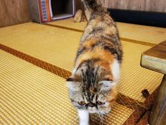 -泰国佛·塔罗·泰牌狐仙古曼