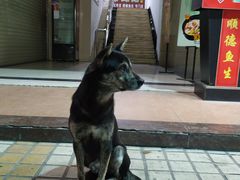 -陈记顺和潮汕牛肉火锅(棠德南路店)