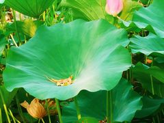 -莲花池公园