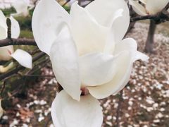 -八宝山(地铁站)