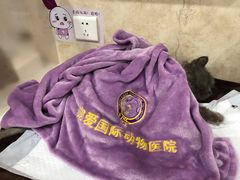 -宠爱国际动物医院· 猫科· 外科·中兽医(长白店)