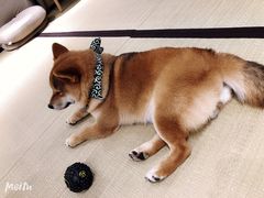 -逗柴咖啡屋·狗咖猫咖宠物桌游
