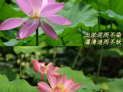 -济南大明湖景区