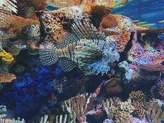 -上海海洋水族馆