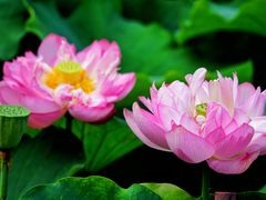 -陈家山荷花公园