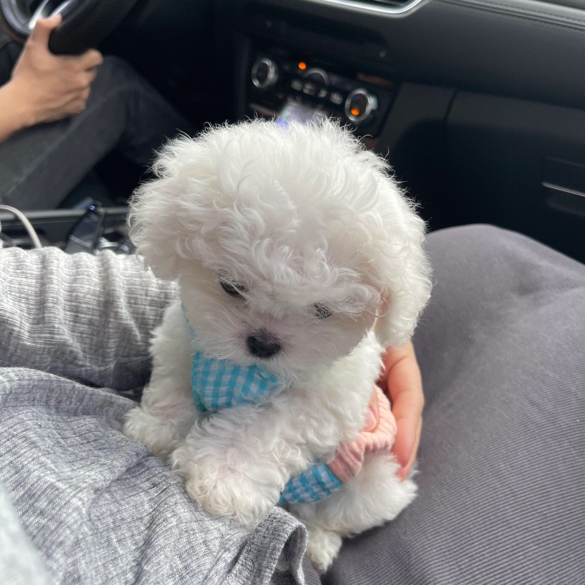 怎么形容小奶狗呢