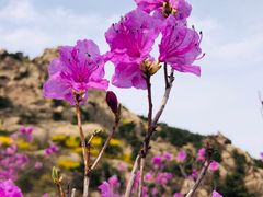-青岛大珠山景区