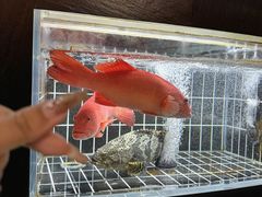 -鱼翅楼·津派砂锅鱼翅(水上公园店)