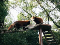 -上海野生动物园