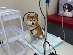 -御宝贝24h宠物医院·转诊中心·CT核磁血透中心(厦门总院)