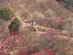 -新建村梅花