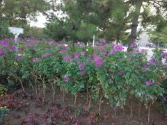 -石家庄市植物园