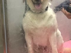 -宠福鑫康馨动物医院·骨科·眼科