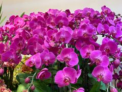 -双季花艺园艺市场(浦东店)