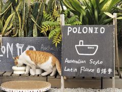 -polonio