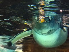 -成都浩海立方海洋公园