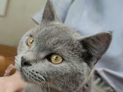 -藏猫猫咖啡主题馆(中央大道店)