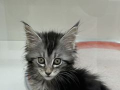 -青奢宠物·青奢猫舍