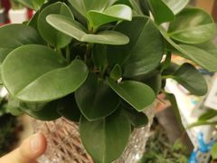 -秦美花卉(天朗·莱茵小城2期店)