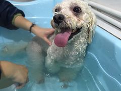 -汪星球宠物生活馆