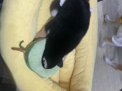 -逗柴咖啡屋·狗咖猫咖宠物桌游